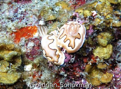 Mating Nudi... Redang Island Olympus E-330 + 50mm Macro by Adrian Schokman 